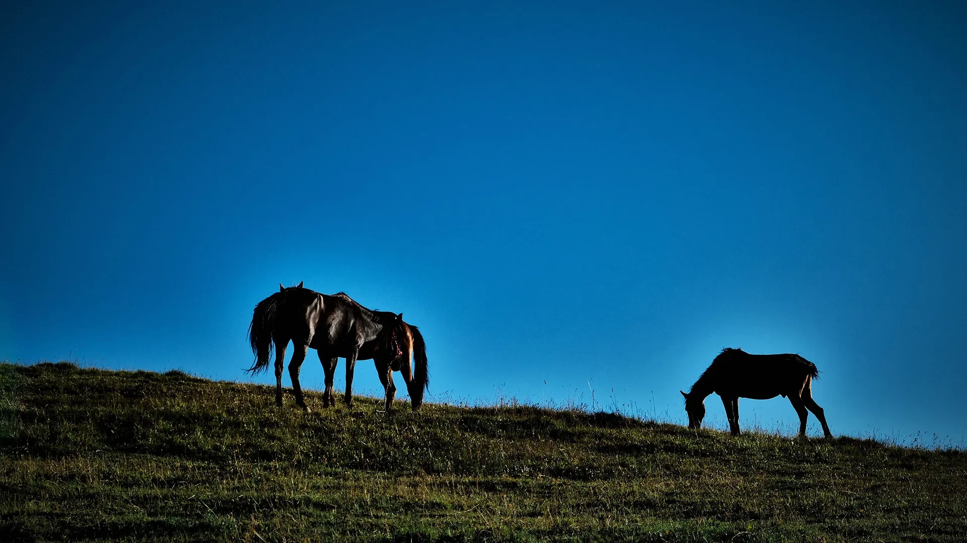 Horse Riding in Georgia