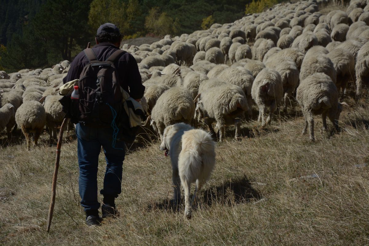    Weekend with lambs in Vashlovani