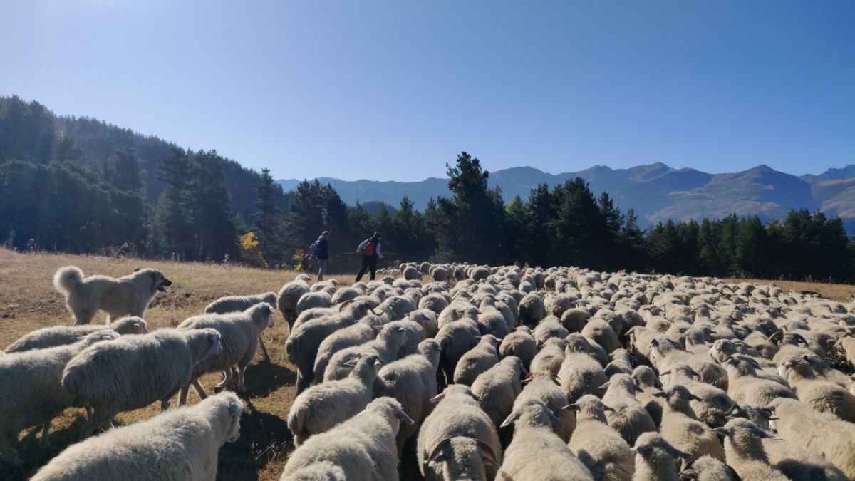    LAMBING IN WINTER PASTURE OF VASHLOVANI NATIONAL PARK