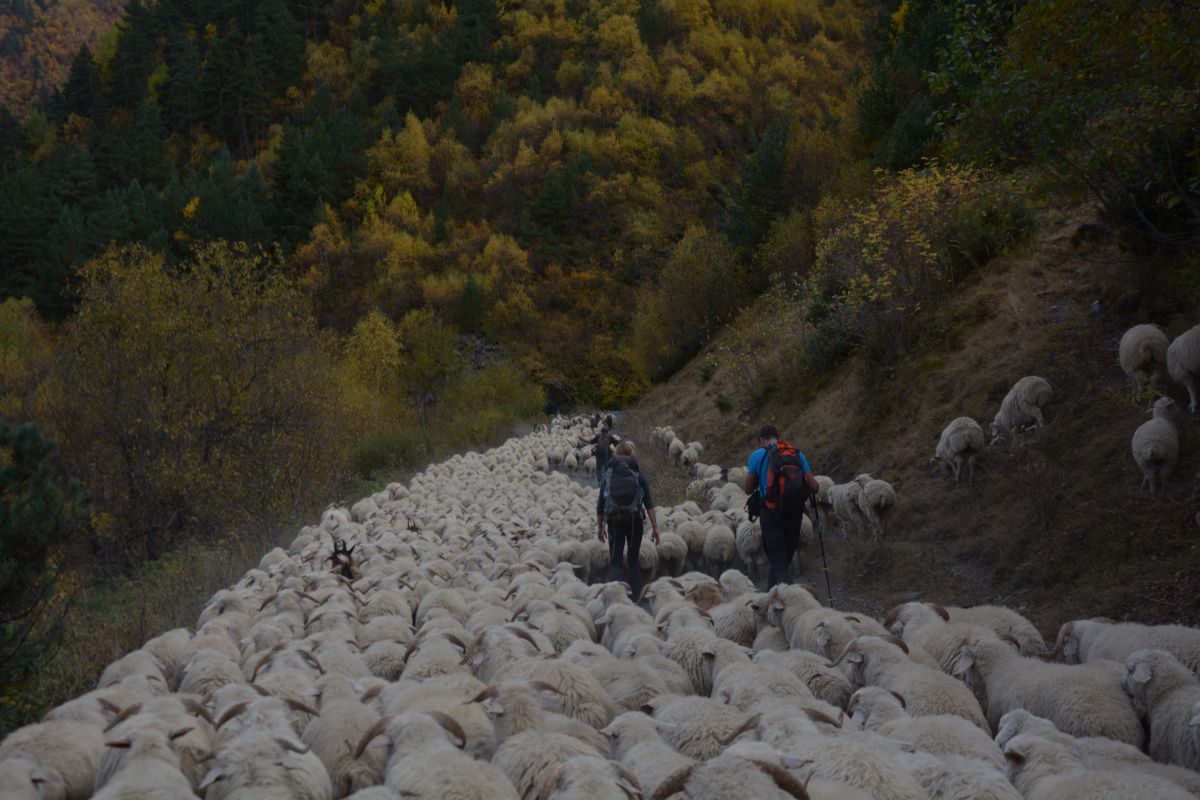    Autumn sheep drive from Tusheti to Pankisi valley