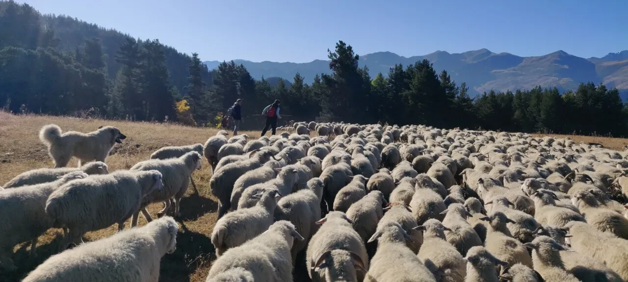 Lambing In Winter Pasture Of Vashlovani National Park