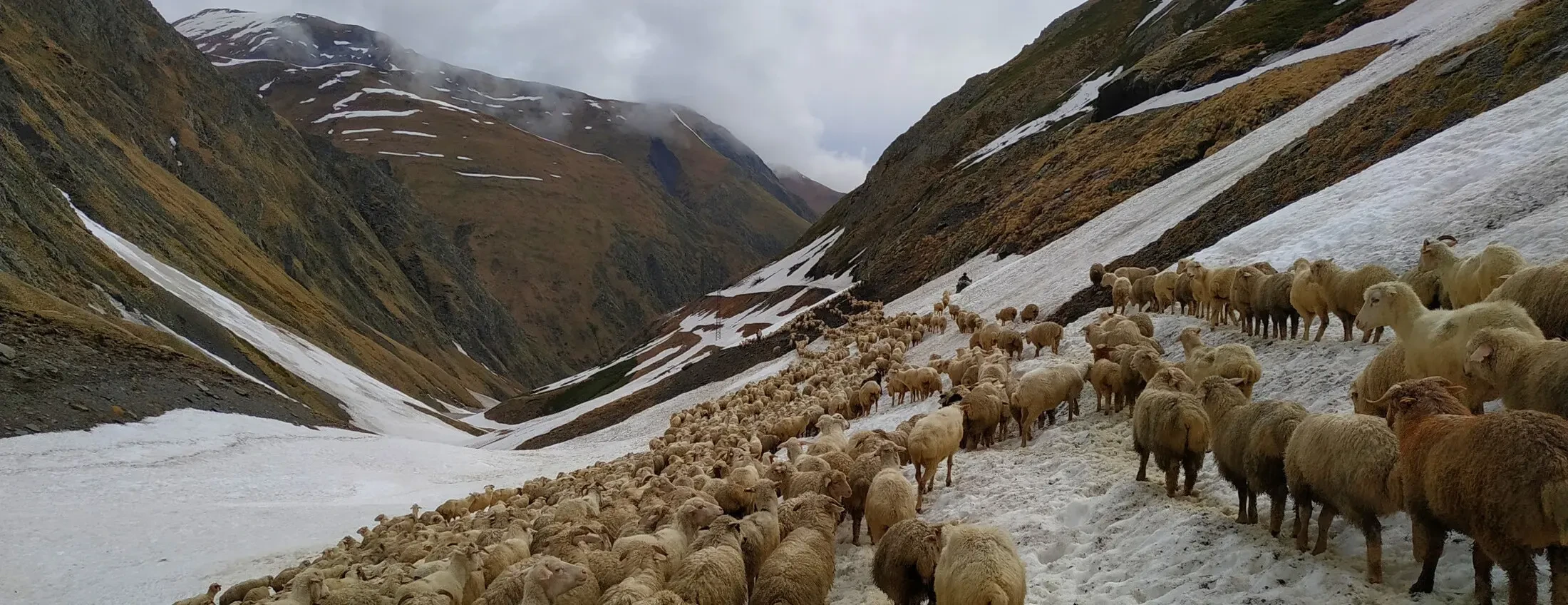 Annual Spring Sheep Transhumance to Tusheti